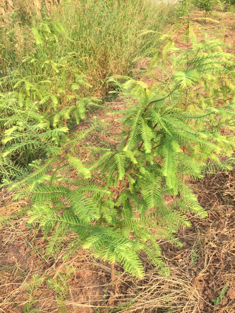 落羽杉