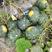 绿南瓜，5千亩基地爱比斯南瓜，货到质量不好，全额退款。