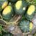 绿南瓜，5千亩基地爱比斯南瓜，货到质量不好，全额退款。