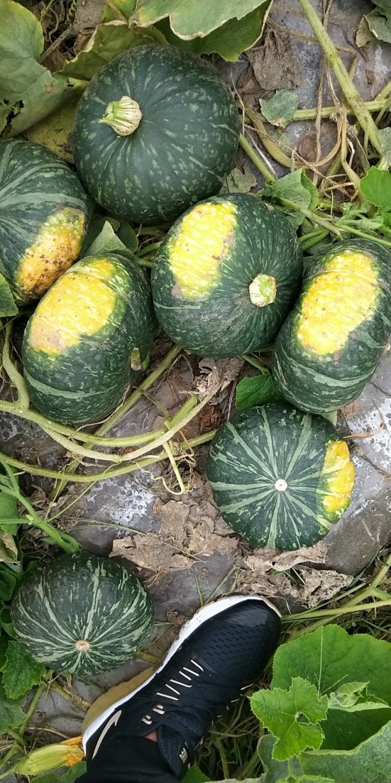 绿南瓜，5千亩基地爱比斯南瓜，货到质量不好，全额退款。