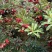 杨梅苗，东魁杨梅，大黑炭杨梅。