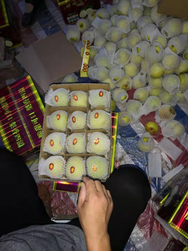 安徽酥梨品种正宗日供万吨一手货源走批发市场商超