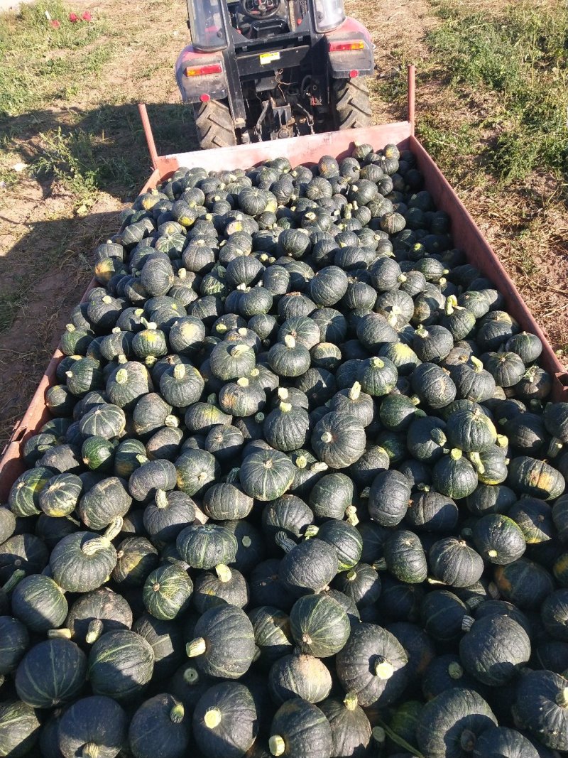 辽宁基地绿南瓜，货源充足，专业工人挑选，质量能保证，