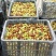 马牙枣