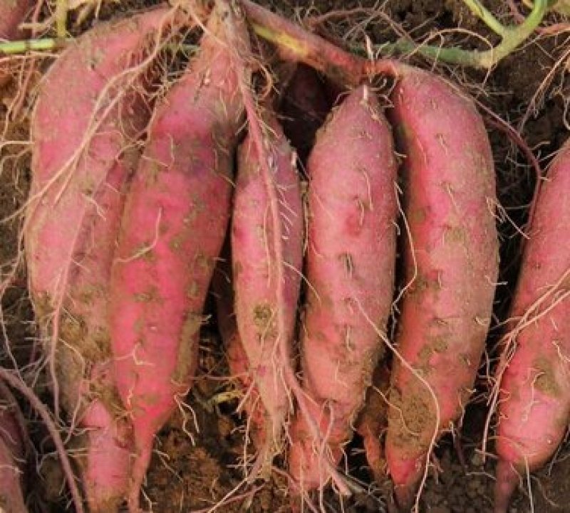 商薯19基地直供，价格公平，特别甜，沙地货，现挖现装