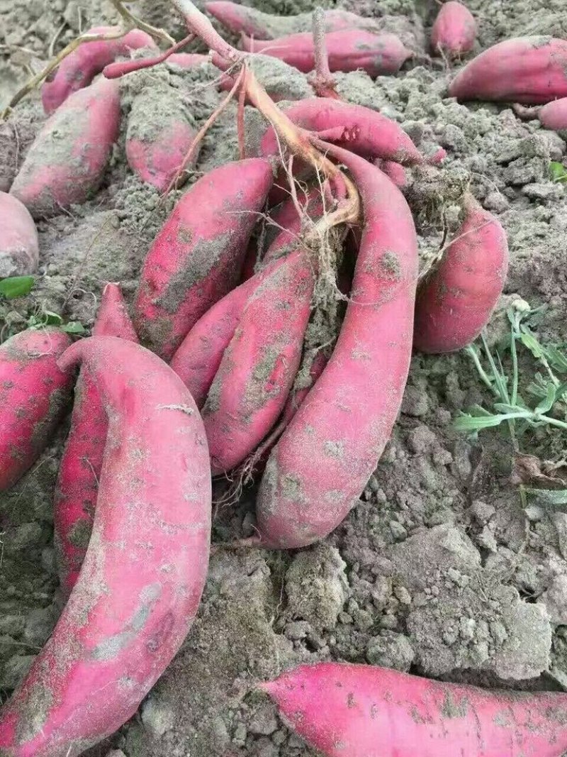商薯19基地直供，价格公平，特别甜，沙地货，现挖现装