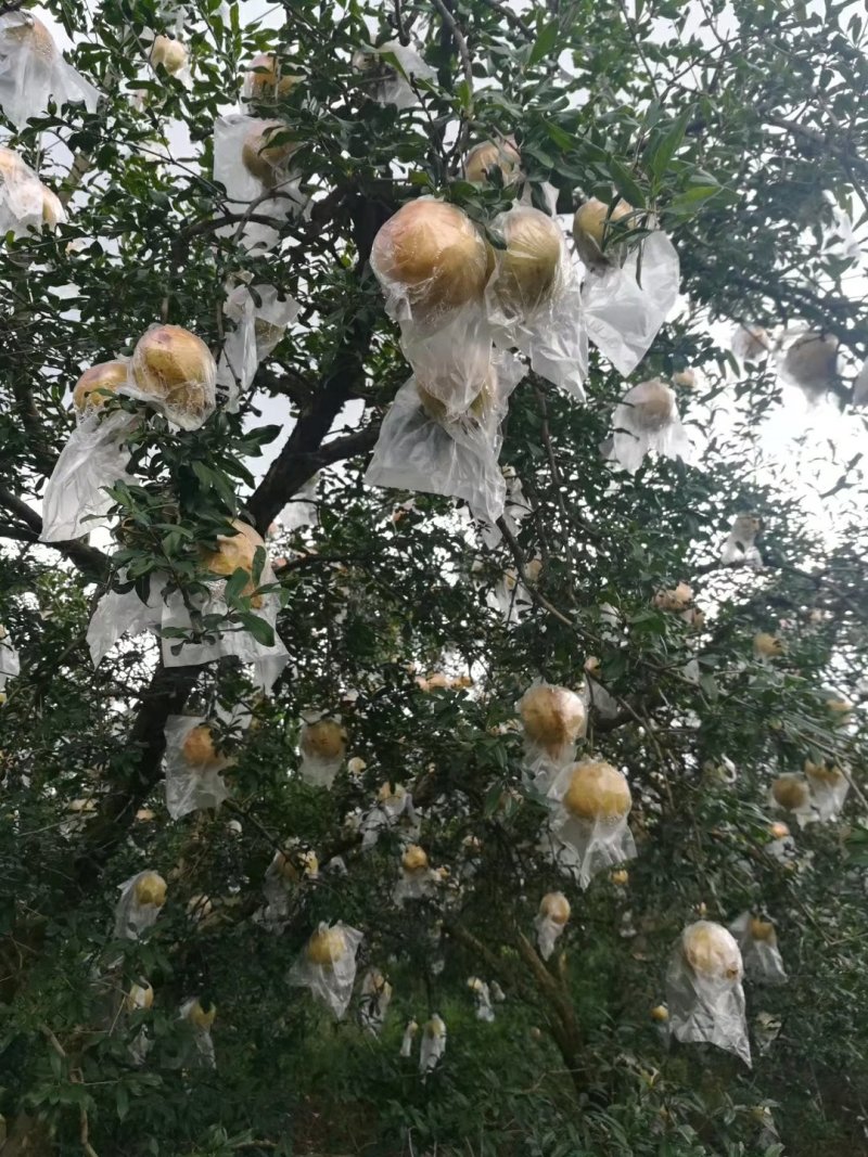 蒙自市中级果绿籽薄皮甜石榴