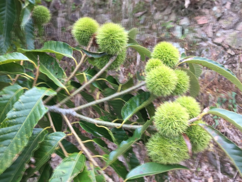 福建闽北高山区优质锥栗