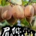 眉县徐香猕猴桃！酸甜刚刚好！支持一件代发！质量保证诚信交