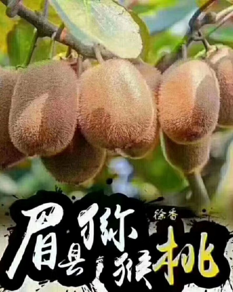 眉县徐香猕猴桃！酸甜刚刚好！支持一件代发！质量保证诚信交