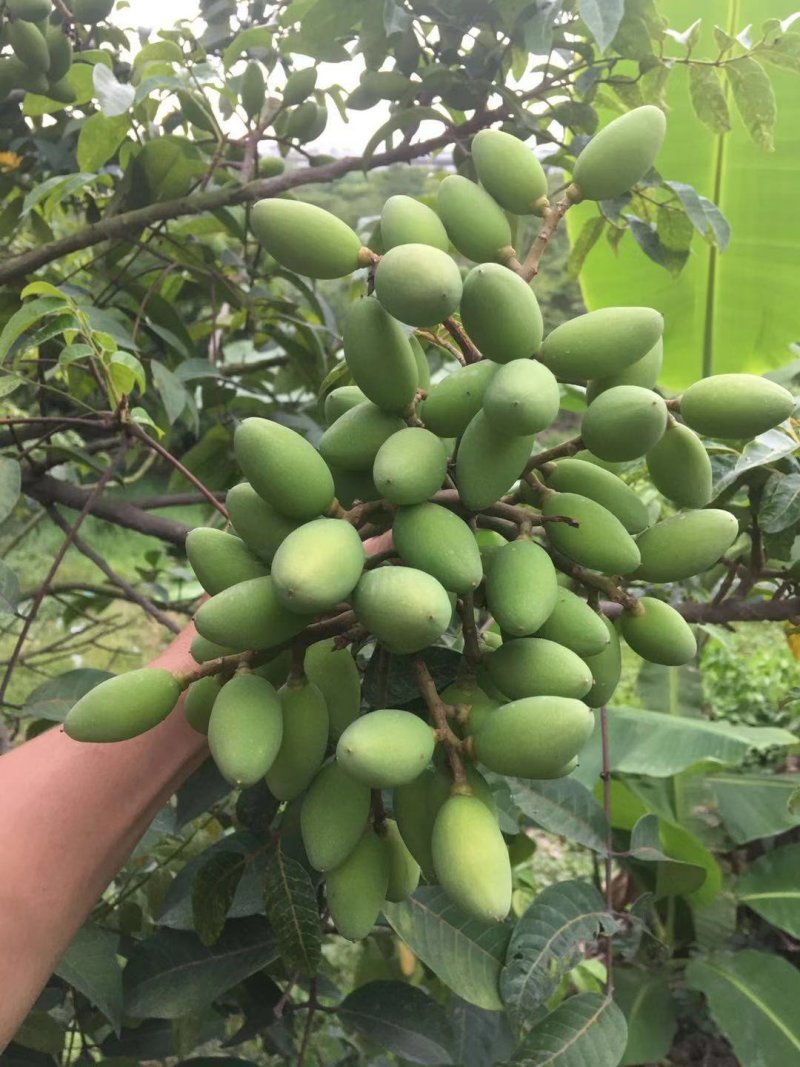橄榄果青果合江橄榄果人工采摘果质量保证