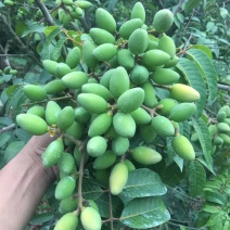 橄榄果青果合江橄榄果人工采摘果质量保证