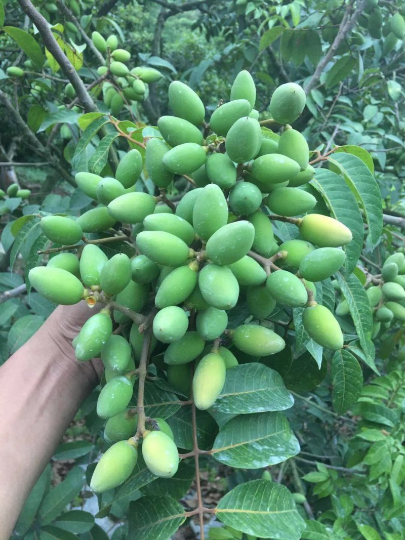 橄榄果青果合江橄榄果人工采摘果质量保证
