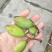 橄榄果青果合江橄榄果人工采摘果质量保证