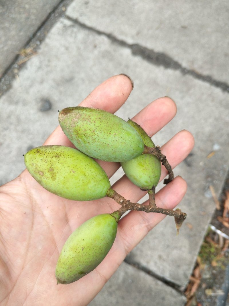 橄榄果青果合江橄榄果人工采摘果质量保证