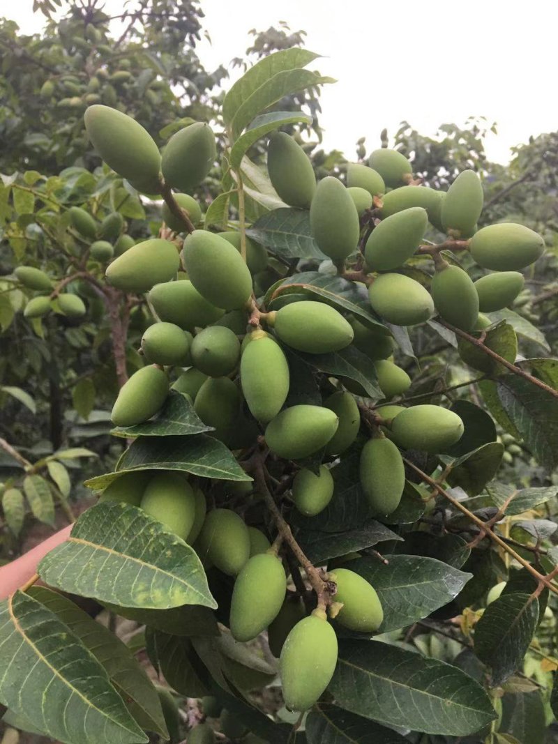橄榄果青果合江橄榄果人工采摘果质量保证