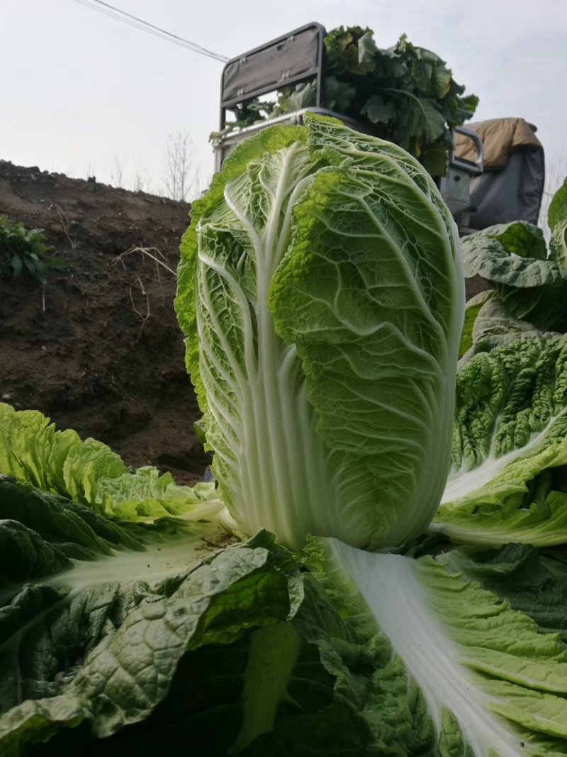 韩国小颗黄心白菜