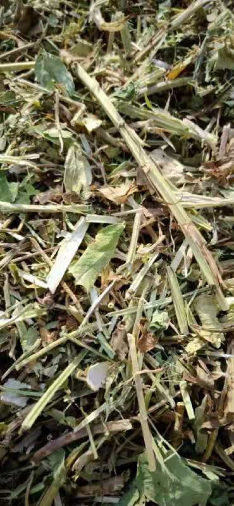 牛草羊草驴草马草兔等草河南花生秧草料