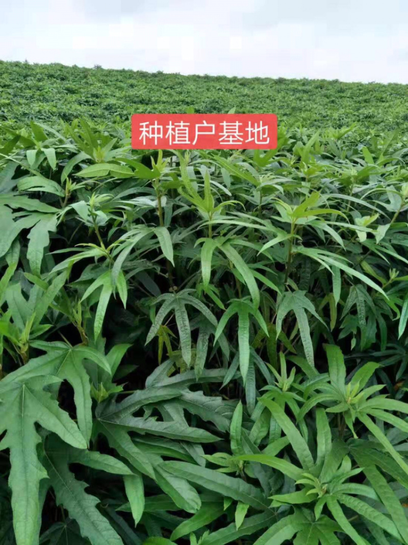五指毛桃种苗市场需求大，易成活回收快药用价值高，