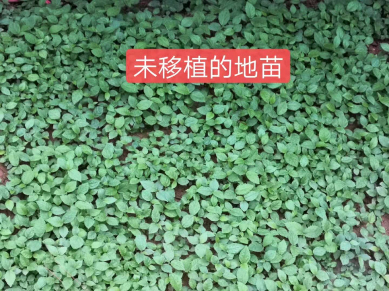 五指毛桃种苗市场需求大，易成活回收快药用价值高，
