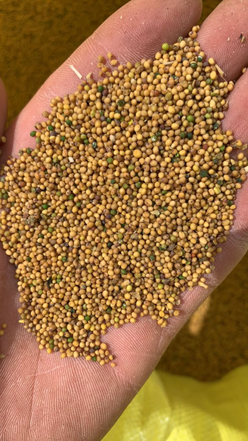 菜籽，精品菜籽大量发货，质量保证，价格优惠