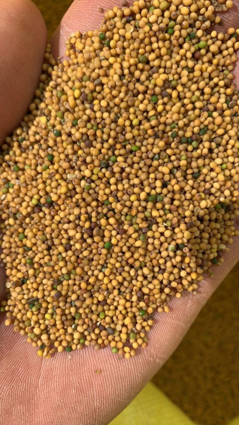 菜籽，精品菜籽大量发货，质量保证，价格优惠