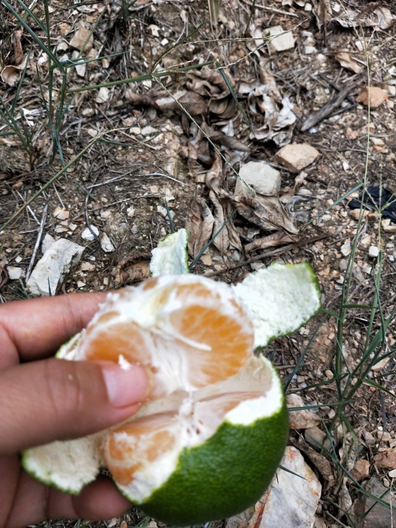 普早蜜桔口感微酸广西桂林
