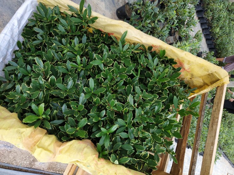 金边瑞香自家苗场福建一手货源品种纯正视频拍照看货全国发货