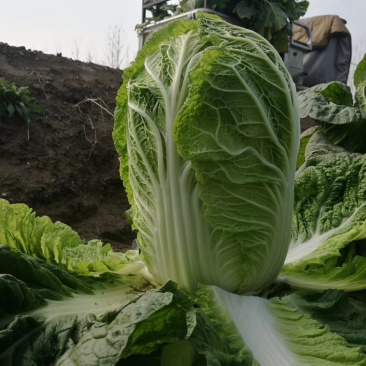 3--4斤小颗黄心白菜，大吨位供应。小颗叶片黑绿，心黄。
