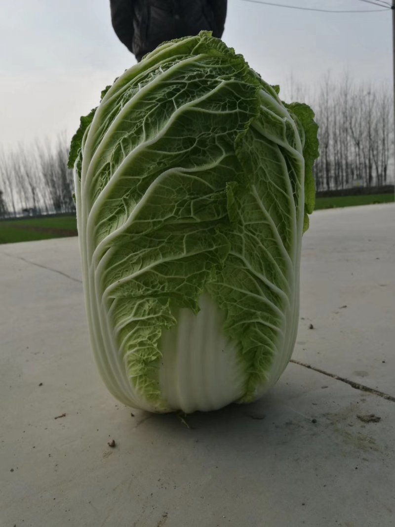 3--4斤小颗黄心白菜，大吨位供应。小颗叶片黑绿，心黄。