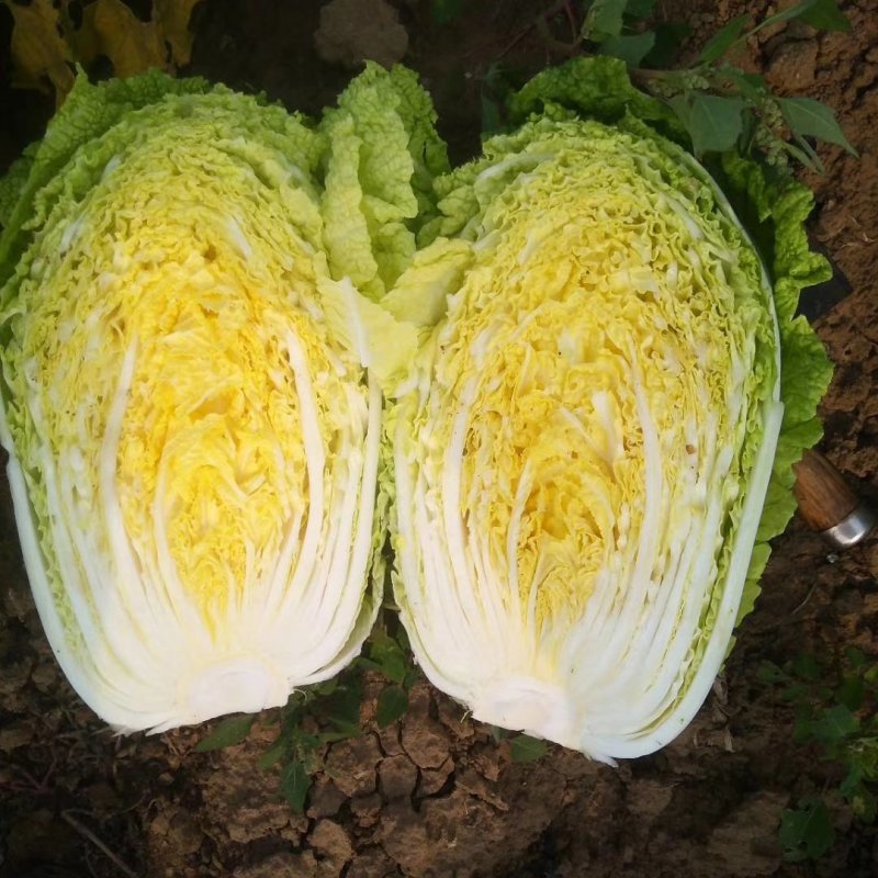 3--4斤小颗黄心白菜，大吨位供应。小颗叶片黑绿，心黄。