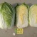 3--4斤小颗黄心白菜，大吨位供应。小颗叶片黑绿，心黄。