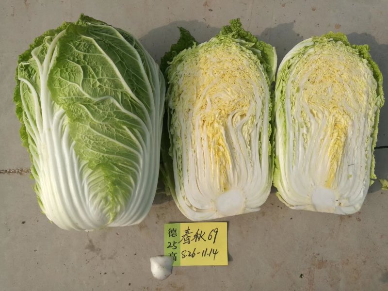 3--4斤小颗黄心白菜，大吨位供应。小颗叶片黑绿，心黄。