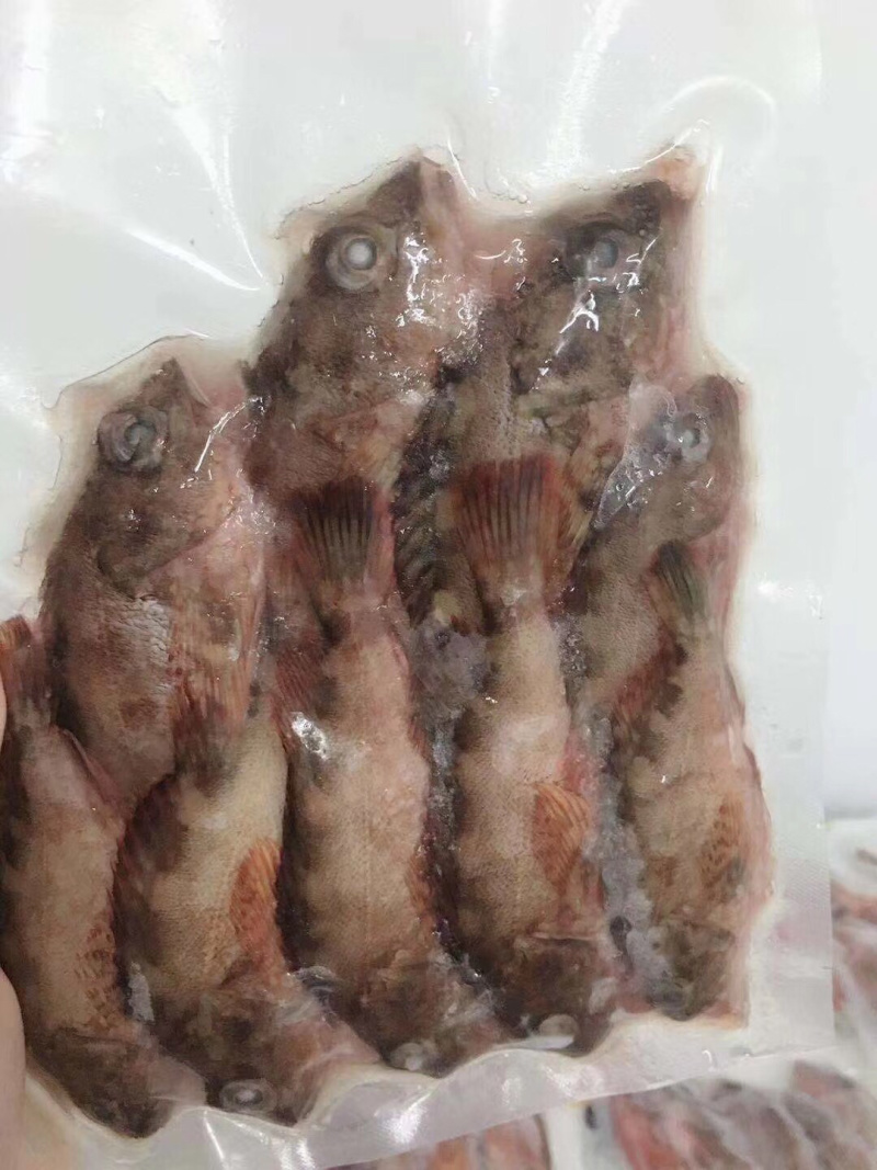 石公狗鱼