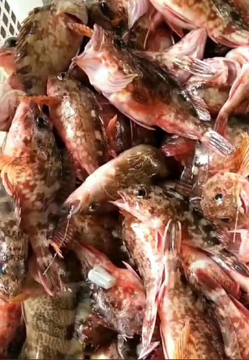 石公狗鱼