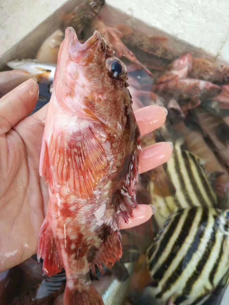石公狗鱼