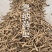 白芷个白芷片安徽白芷个产地直销1公斤起批量大从优