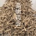 白芷个白芷片安徽白芷个产地直销1公斤起批量大从优
