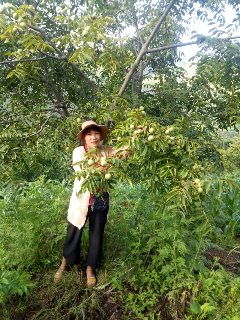 云南山核桃