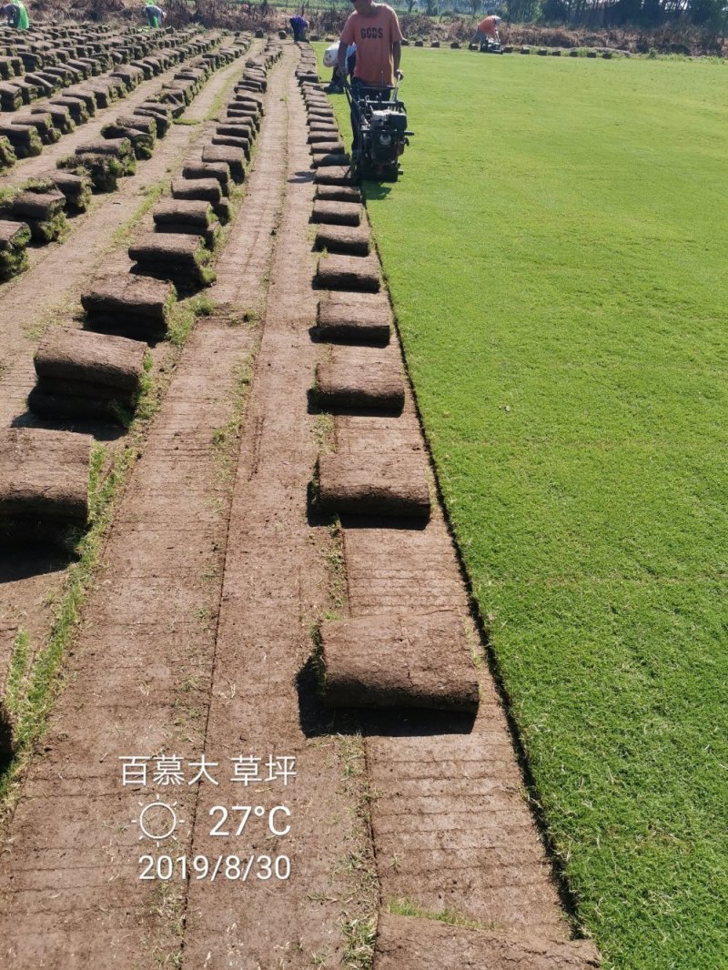 草坪百慕大四季青苗圃大量供应量大从优