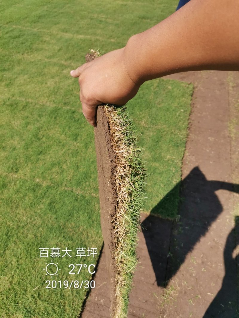 草坪百慕大四季青苗圃大量供应量大从优