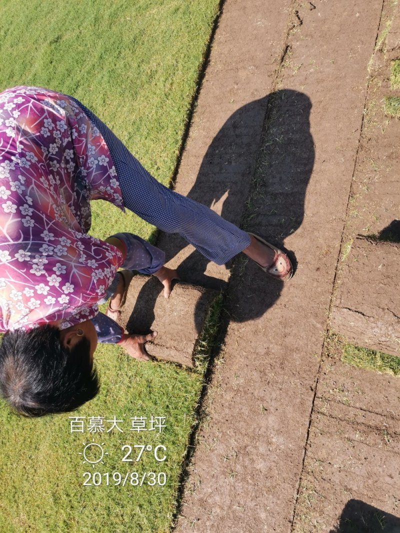 草坪百慕大四季青苗圃大量供应量大从优