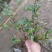 茶梅营养杯苗茶梅球裸根苗均有苗圃大量供应大小规格