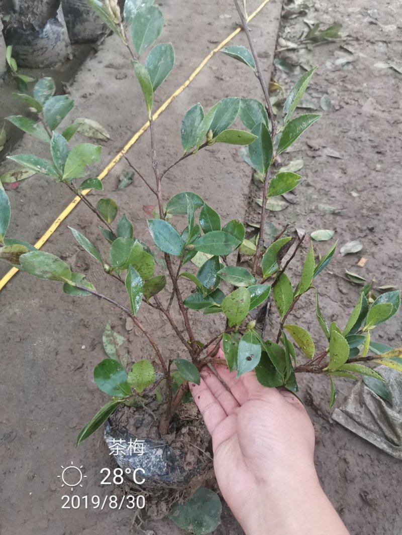 茶梅营养杯苗茶梅球裸根苗均有苗圃大量供应大小规格