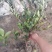 茶梅营养杯苗茶梅球裸根苗均有苗圃大量供应大小规格