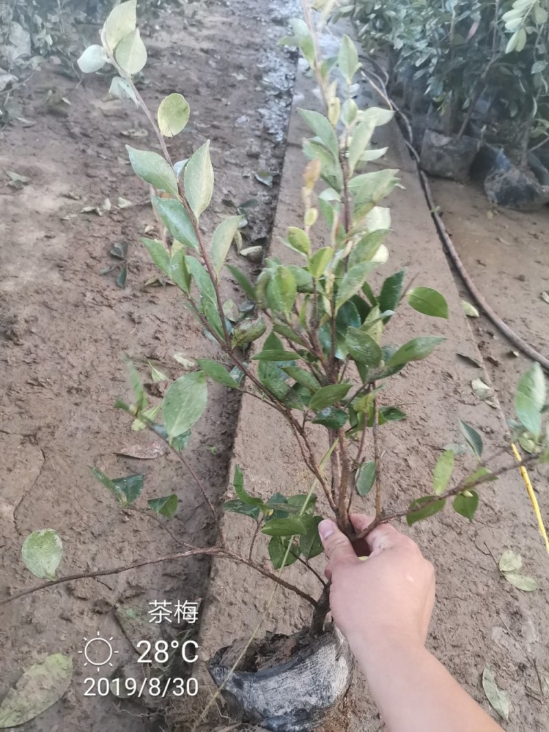 茶梅营养杯苗茶梅球裸根苗均有苗圃大量供应大小规格