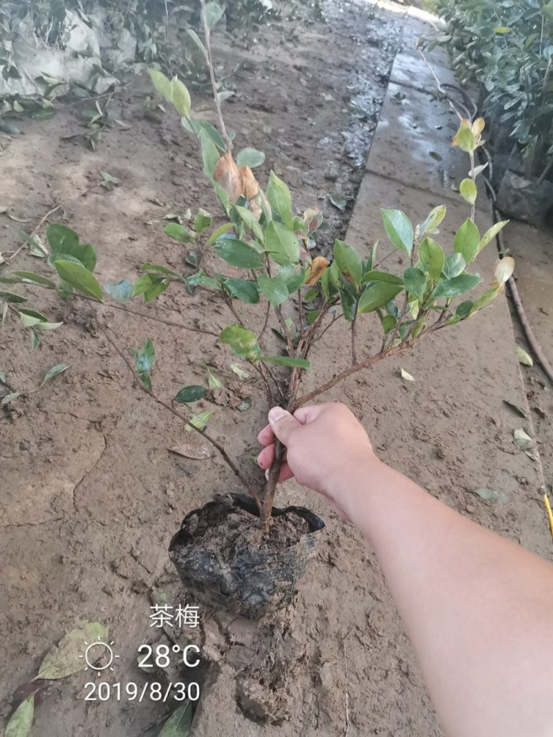 茶梅营养杯苗茶梅球裸根苗均有苗圃大量供应大小规格