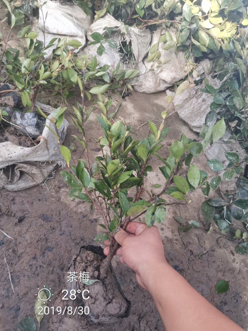 茶梅营养杯苗茶梅球裸根苗均有苗圃大量供应大小规格