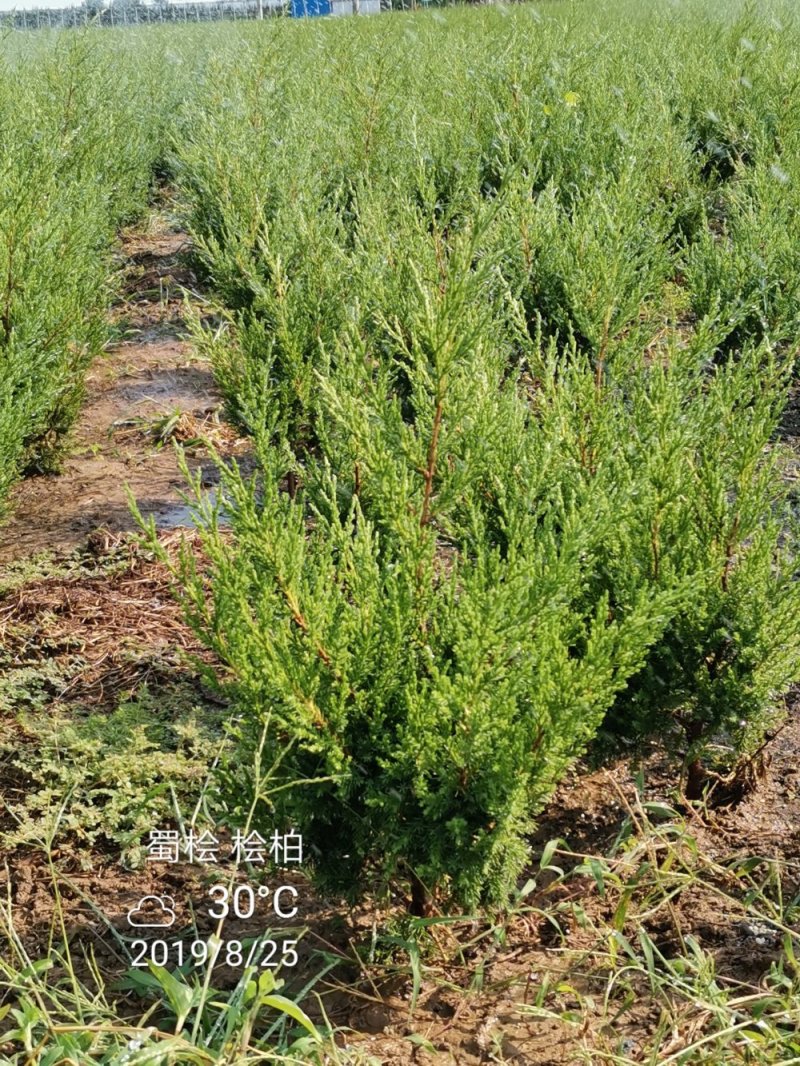 精选铺地柏蜀桧苗圃直供品种齐全货源充足量大从优