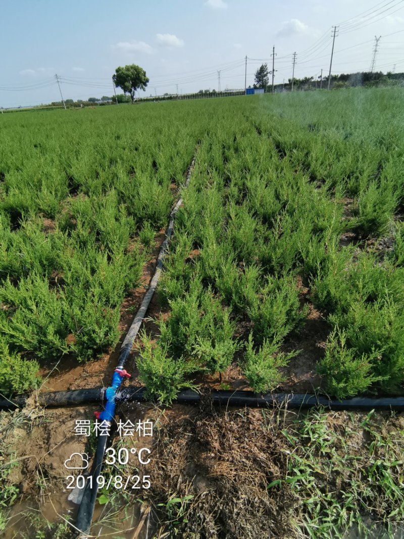 精选铺地柏蜀桧苗圃直供品种齐全货源充足量大从优